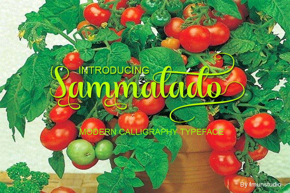 Sammalado Font Review for Modern Campaigns